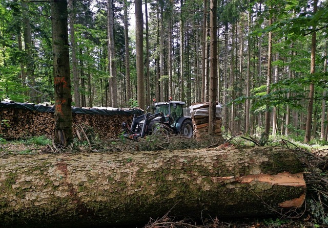 Waldbesitzer bekommen jetzt vom Land m...ichst rasch aus dem Wald zu entfernen.  | Foto: Patrik Mller