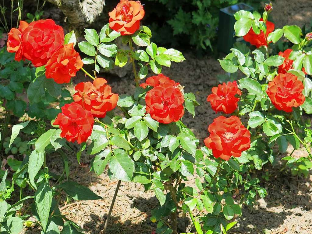 Blumen, Strucher, Bume, Gemse, Kruter und mehr gedeihen im Garten von Ingrid und Herbert Wehrle. Skulpturen, Brunnen, Natursteinmauern, Insektenhotel und Sitzgruppen ergnzen die blhende Oase.