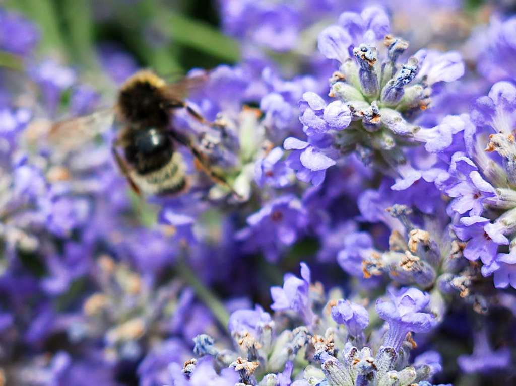 Blumen, Strucher, Bume, Gemse, Kruter und mehr gedeihen im Garten von Ingrid und Herbert Wehrle. Skulpturen, Brunnen, Natursteinmauern, Insektenhotel und Sitzgruppen ergnzen die blhende Oase.