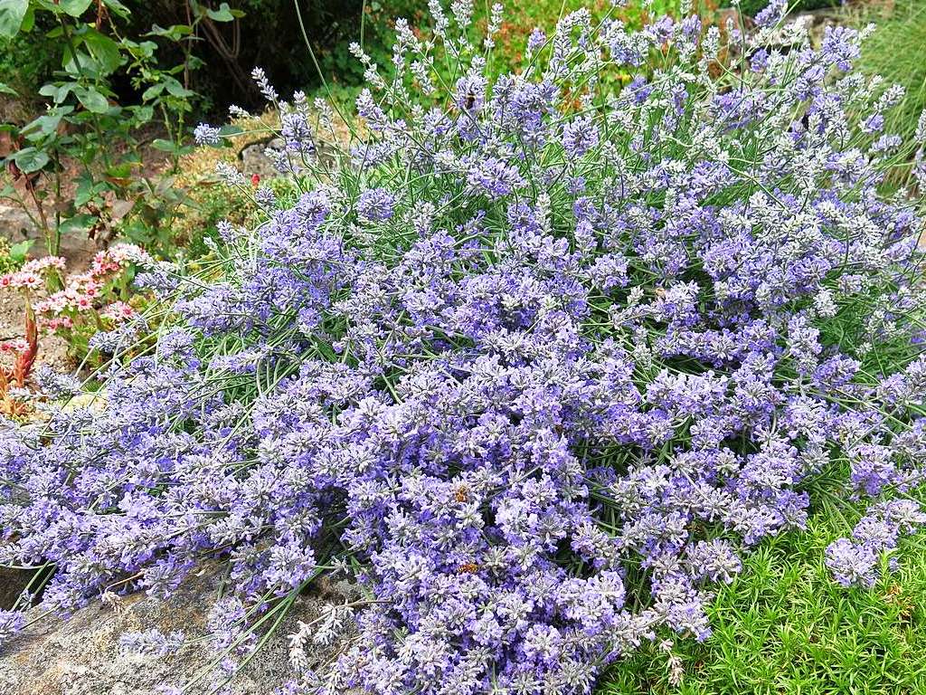 Blumen, Strucher, Bume, Gemse, Kruter und mehr gedeihen im Garten von Ingrid und Herbert Wehrle. Skulpturen, Brunnen, Natursteinmauern, Insektenhotel und Sitzgruppen ergnzen die blhende Oase.