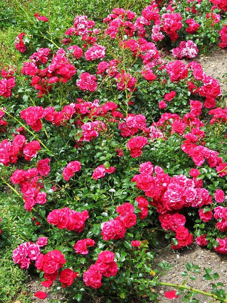 Blumen, Strucher, Bume, Gemse, Kruter und mehr gedeihen im Garten von Ingrid und Herbert Wehrle. Skulpturen, Brunnen, Natursteinmauern, Insektenhotel und Sitzgruppen ergnzen die blhende Oase.