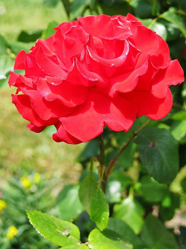 Blumen, Strucher, Bume, Gemse, Kruter und mehr gedeihen im Garten von Ingrid und Herbert Wehrle. Skulpturen, Brunnen, Natursteinmauern, Insektenhotel und Sitzgruppen ergnzen die blhende Oase.