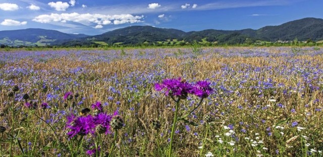   | Foto: BERND WEHRLE