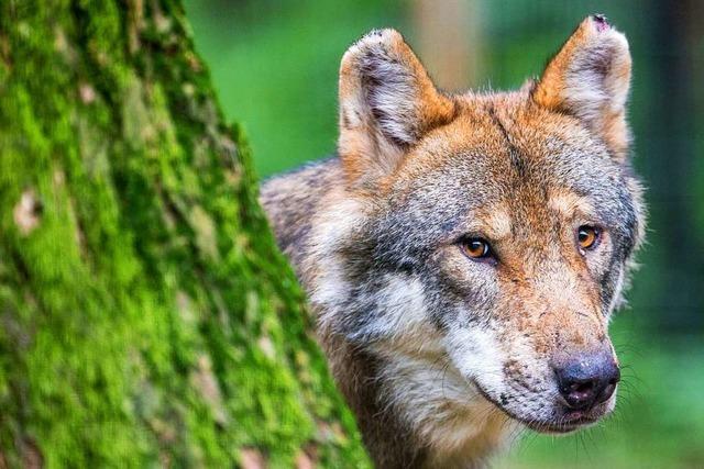 Schutz vor dem Wolf - Hilfe fr Nutztierhalter im Schwarzwald