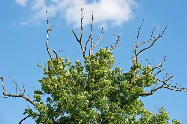 Das Eschensterben ist auch im Schwanauer Wald ein groes Problem.  | Foto: Patrick Pleul