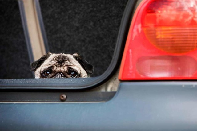 Hund im Kofferraum   | Foto: Christin Klose (dpa)