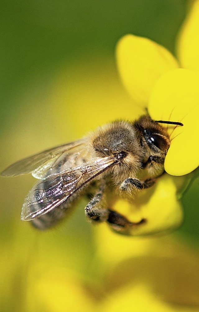 Wie knnen die Bienen gerettet werden?  | Foto: Fabian Sommer (dpa)