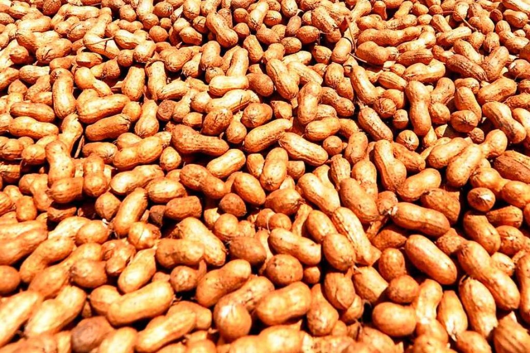 Erdnüsse sind botanisch gesehen keine Nüsse, sondern Hülsenfrüchte.  | Foto: Jagadeesh Nv