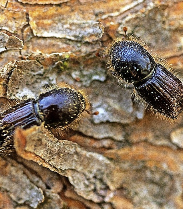 Eine &#8222;katastrophale Lage&#8220; ...kfer auch der FBG Kleines Wiesental.   | Foto: Andreas Arnold (dpa)