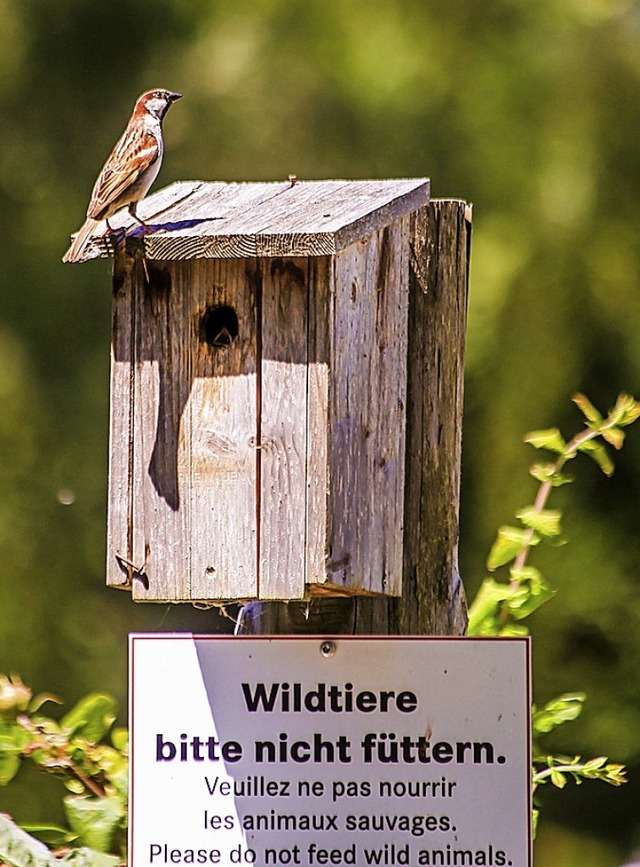 Auch Nistksten wurden gebaut.  | Foto: Sandra Decoux-Kone