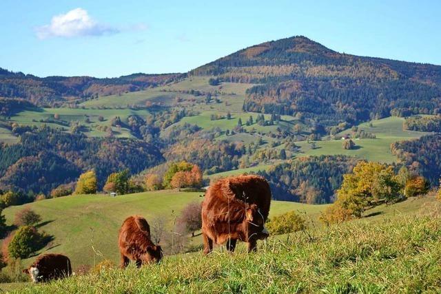 Die Stadt Zell sucht das schnste Foto aus dem Bergland