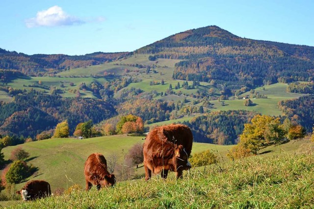 Schne Fotos aus dem Zeller Bergland sucht die Stadt Zell.  | Foto: Paul Berger