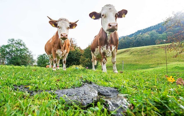 Khe knnen auch Toilette &#8211; man muss nur ben mit ihnen.  | Foto: Marc Mller