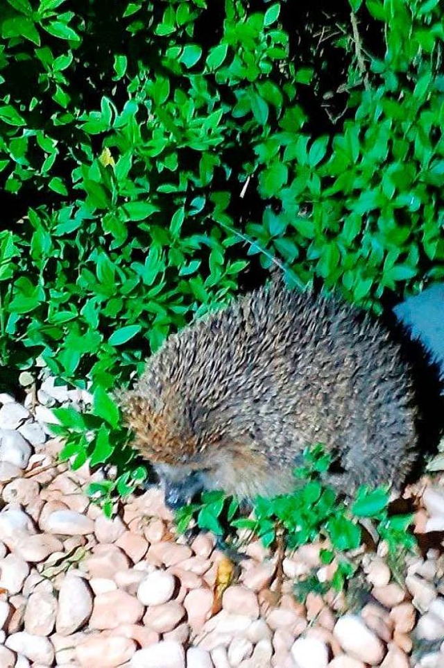 Der Igel war  von dem groen Hund offe..., denn er kam noch ein paarmal wieder.  | Foto: Boris Gerber