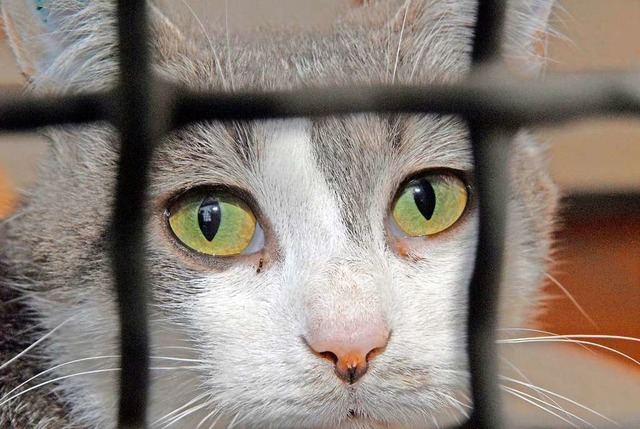 Eine ausgesetzte Katze ist im Tierheim gelandet.   | Foto: A3828 Christian Hager