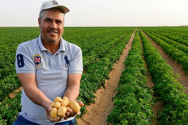 Zwei bis drei Ernten im Jahr sind laut Farmmanager Mohamed Gad mglich.  | Foto: Joerg Boethling