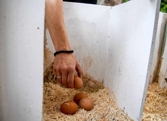 &#8222;Seitdem wir die Hhner haben, b...fige Familie keine Eier mehr kaufen...  | Foto: Britta Pedersen (dpa)