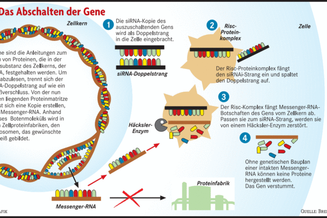 RNA-INTERFERENZ
