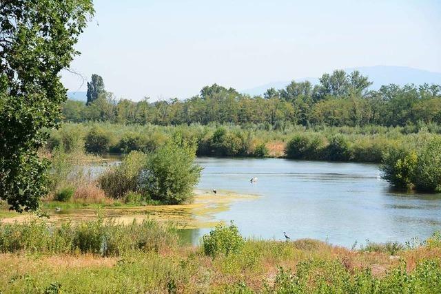 Auf der Rheininsel zwischen Mrkt und Kembs gibt es einen neuen Themenweg