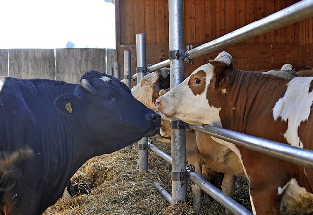 Die gerettete Kuh Amy (links) wird von...ewohnern im Kuhgnadenhof beschnuppert.  | Foto: Olivier Bieli