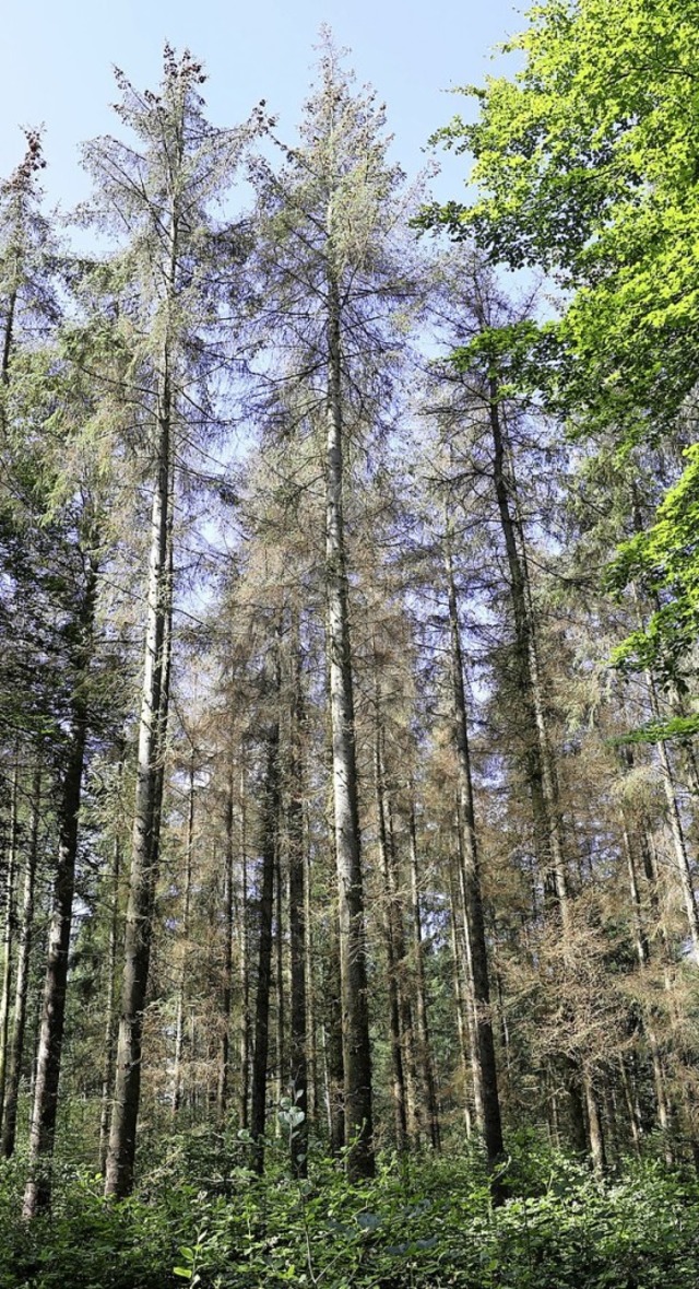 Auch in der Ortenau sind viele Bume geschdigt.  | Foto: Bernd Wstneck (dpa)