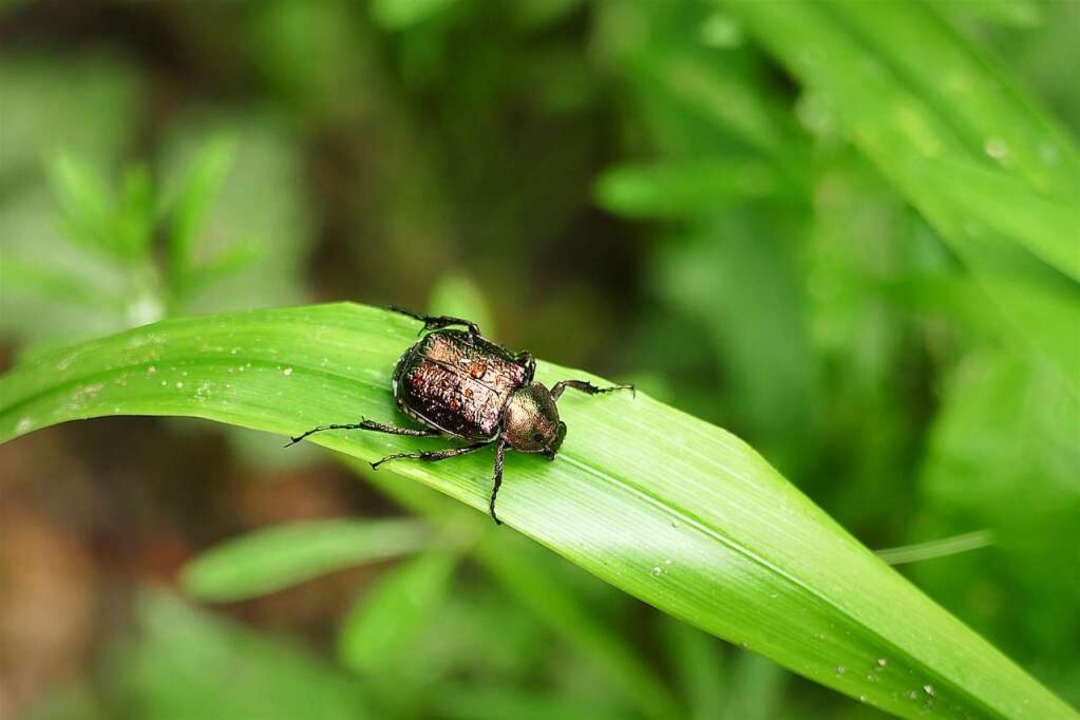 Kleiner Käfer, große Entdeckung  | Foto: Silke Kohlmann