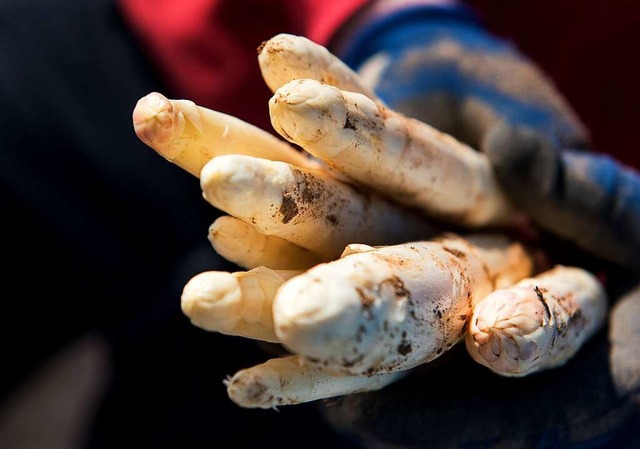 Welche Merkmale entscheiden, in welcher Gteklasse der Spargel landet?  | Foto: Daniel Bockwoldt (dpa)