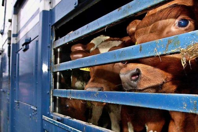 Rinder aus Baden-Württemberg dürfen nicht mehr in Nicht-EU-Länder ausgeführt werden
