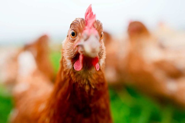 Dieses Huhn kann in der Natur scharren... in einem Stall gehalten (Symbolbild).  | Foto: Julian Stratenschulte