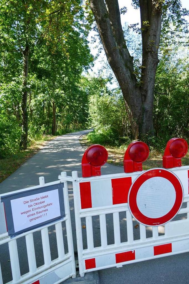 Die regulre Zufahrt zu den Isteiner S...en eines Baums, der umzustrzen droht.  | Foto: Victoria Langelott