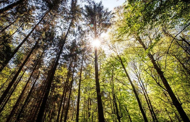 Das Forstamt Freiburg bittet daher alle Waldbesucher  um erhhte Vorsicht.  | Foto: Christoph Schmidt (dpa)