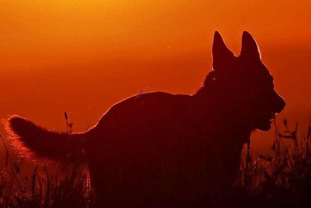 Seit Jahren ttet ein Hund in Malsburg-Marzell immer wieder Rehe