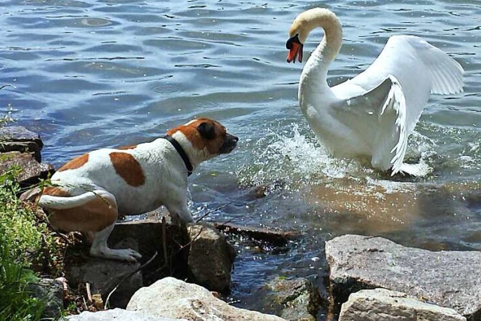 Jana Arlt: Das Foto zeigt den scheinbar ungleichen Kampf zweier Alphatiere. Mit dem Ausgang, das der Schwan natürlich sein "Bassin" erfolgreich verteidigte. (Foto: Jana Arlt) Jana Arlt: Das Foto zeigt den scheinbar ungleichen Kampf zweier Alphatiere. Mit dem Ausgang, das der Schwan natürlich sein "Bassin" erfolgreich verteidigte. (Foto: Jana Arlt)
