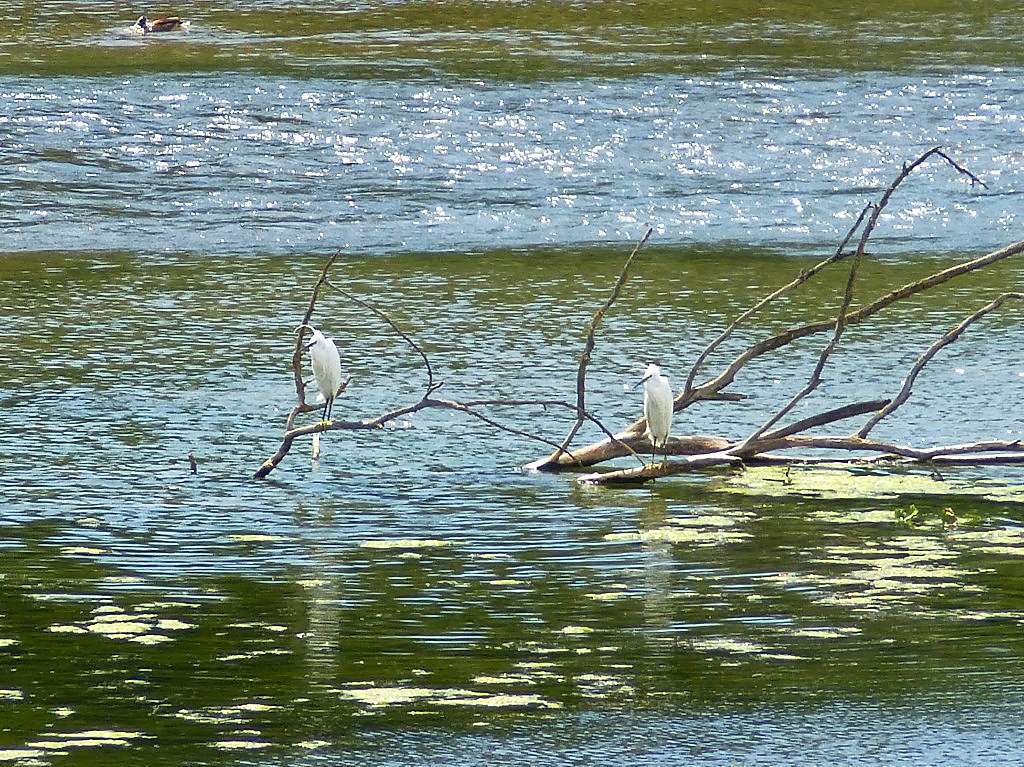 Michael Pantze: In der Petite Camargue Alsacienne