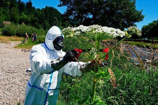 Der Riesenbrenklau ist selten im nrdlichen Breisgau – aber auch sehr giftig