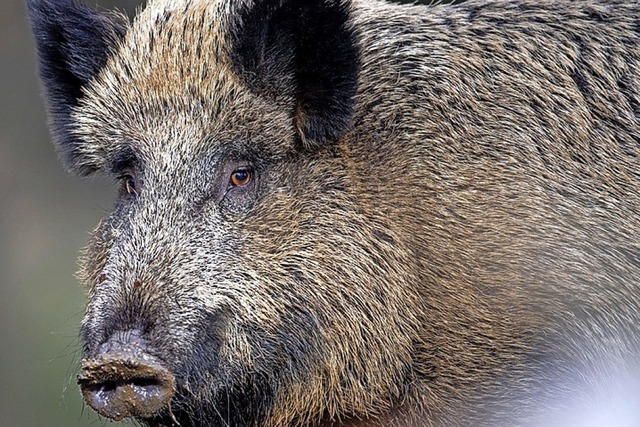 Wildschweine lieben offenbar Orchideen  | Foto: Lino Mirgeler (dpa)