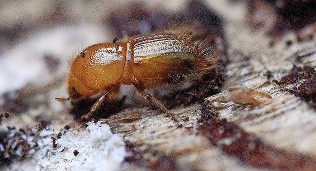 Dieses Insekt macht dem Wald zu schaffen: der gefrige Borkenkfer   | Foto: Hendrik Schmidt (dpa)