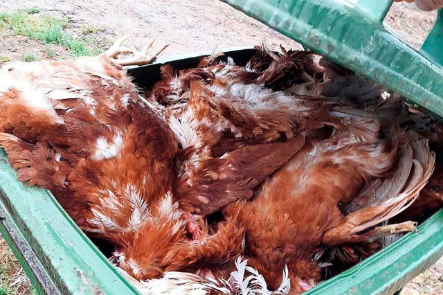 Tote Hhner in einem  Mlleimer auf dem Hof  | Foto: Verein Rettet das Huhn
