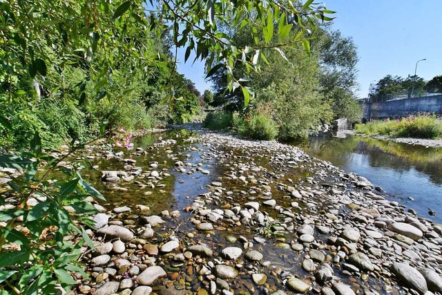 Die Wiese, hier in Lrrach ein wenig f...ringer Brcke, trocknet zunehmend aus.  | Foto: Barbara Ruda