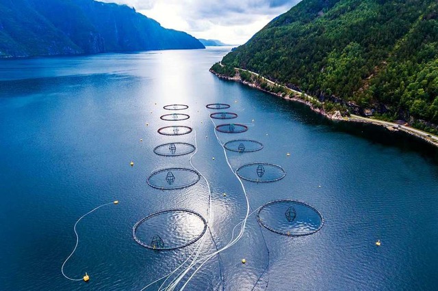 Aquakulturen sollen helfen, die berfi...zu stoppen: eine Lachsfarm in Norwegen  | Foto: Andrey Armyagov  (stock.adobe.com)