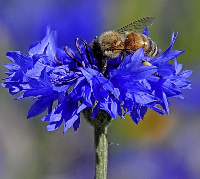 Eine Weide fr Bienen  | Foto: Nicolai Kapitz