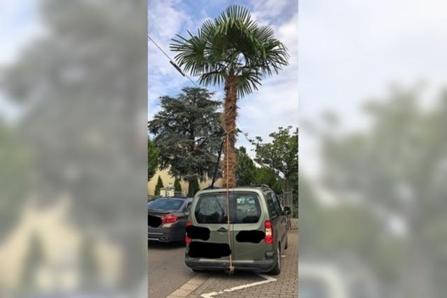 Polizei stoppt in Saarlouis Auto mit riesiger Palme