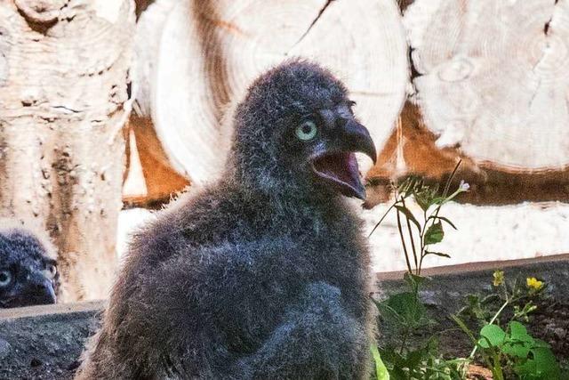 Im Schwarzwaldzoo in Waldkirch gibt es sen Nachwuchs