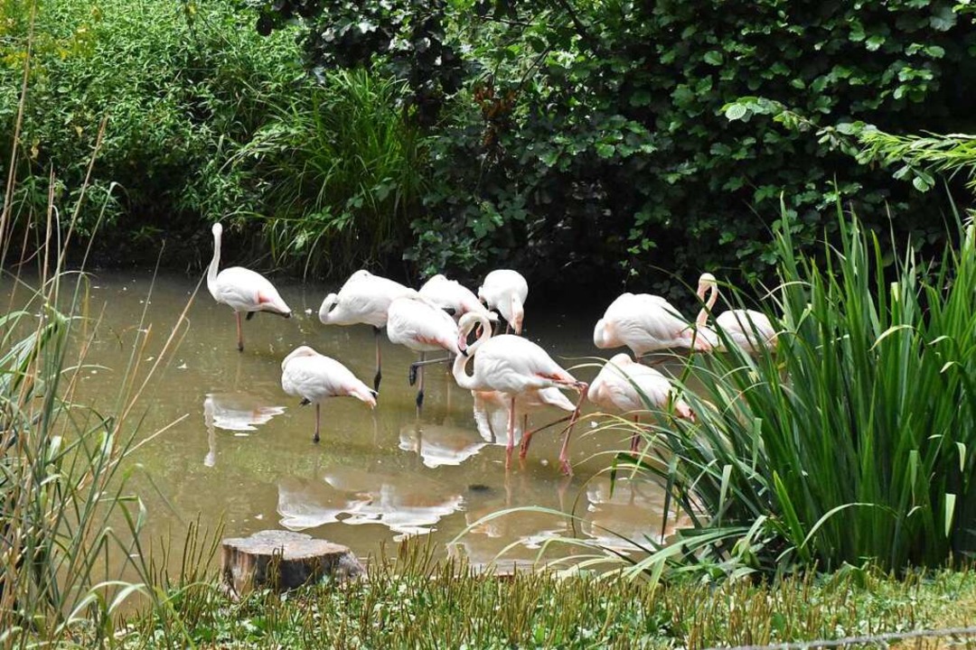 Flamingos im Vogelpark Steinen  | Foto: Thomas Loisl Mink