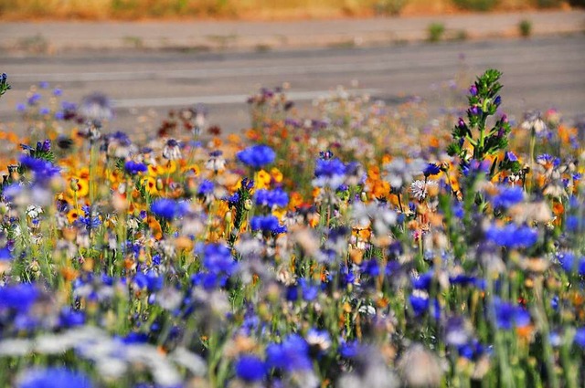 Bienen tummeln sich zuhauf zwischen de...r Insektenweide am Fahrnauer Friedhof.  | Foto: Nicolai Kapitz