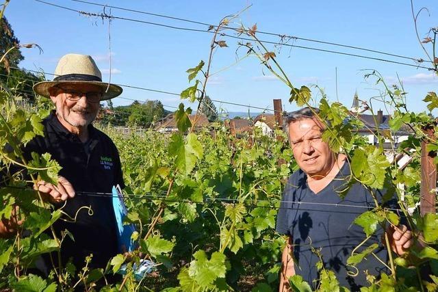 BZ-Leser drfen sich in den Hertener Weinbergen umschauen