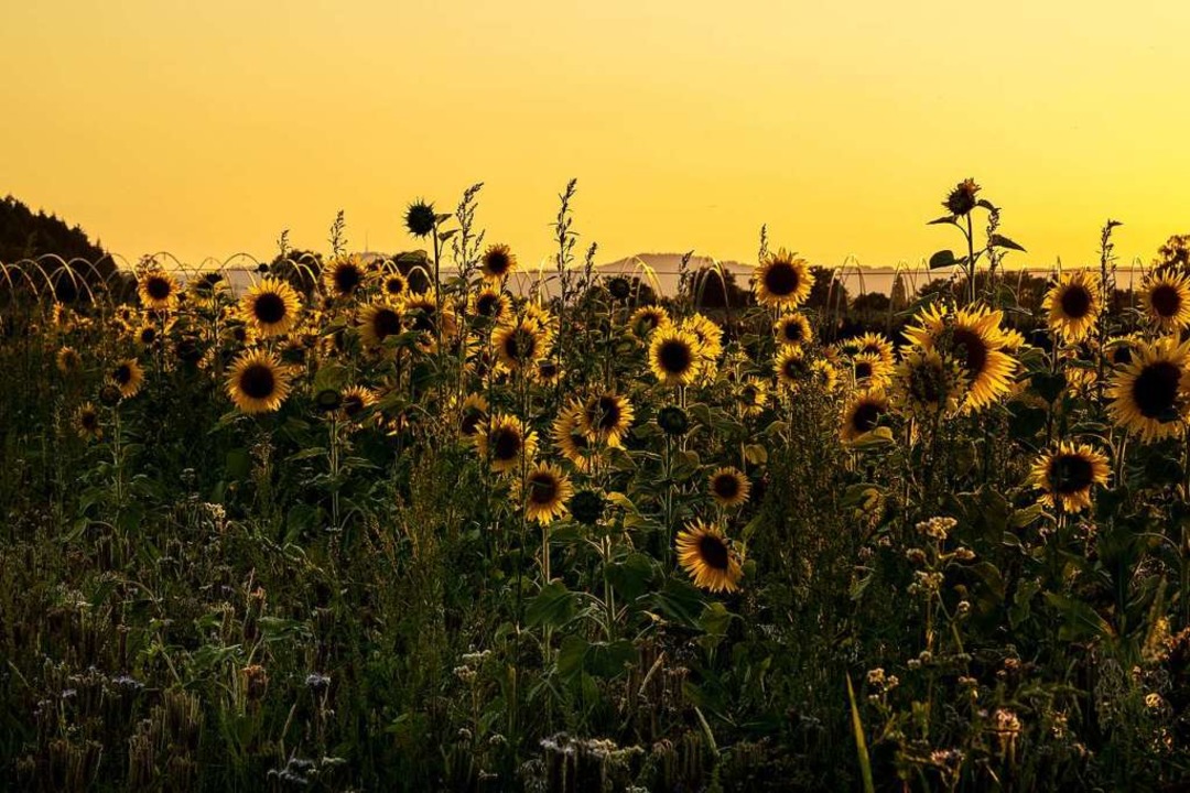 Sonnenblumen.  | Foto: Wulbrand Jahnke