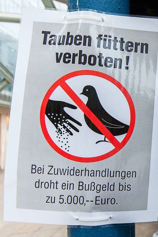 Tauben fttern ist vielfach verboten, ...n vernnftiger Umgang mit ihnen nicht.  | Foto: Silas Stein