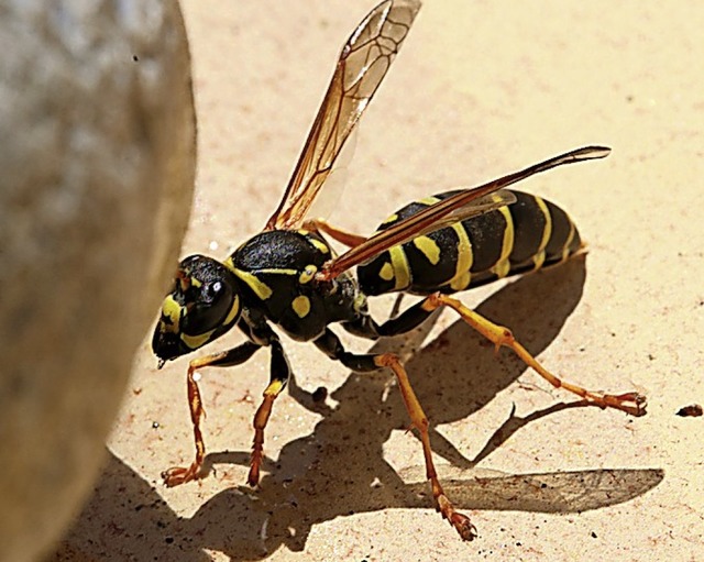 Wespen kommen gern auch mal zum Trinken an eine flache Wasserschale.  | Foto: Dorothe Kuhlmann