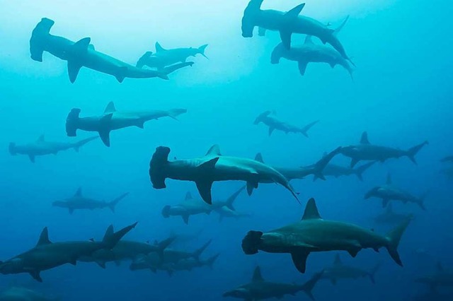 Vor Galapagos gibt es eine die grte Hai-Konzentration  weltweit.  | Foto: Janos  (stock.adobe.com)